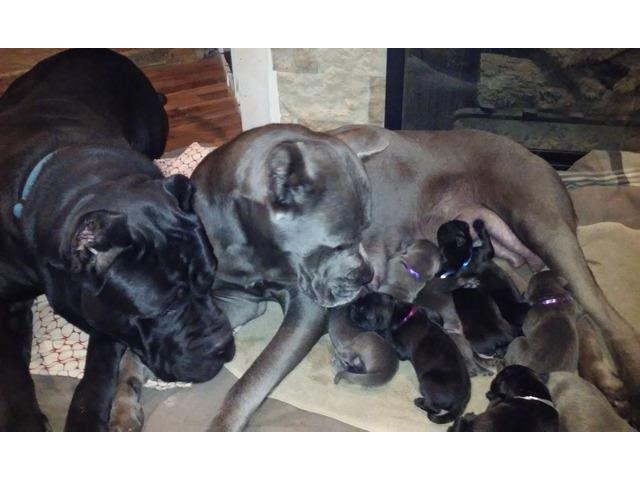 Cane Corso Puppies Full Blood In Ford Illinois St Louis