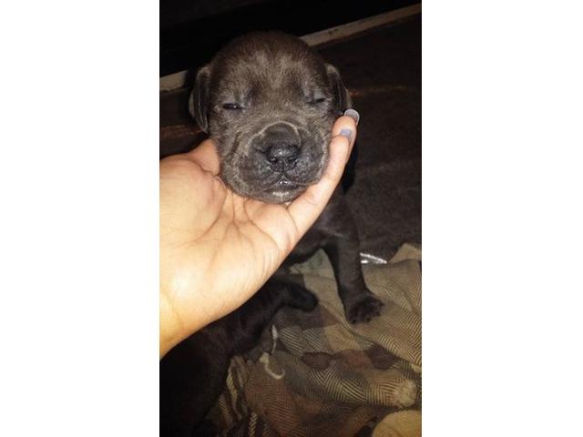 Cane Corso Puppies Full Blood In Ford Illinois St Louis